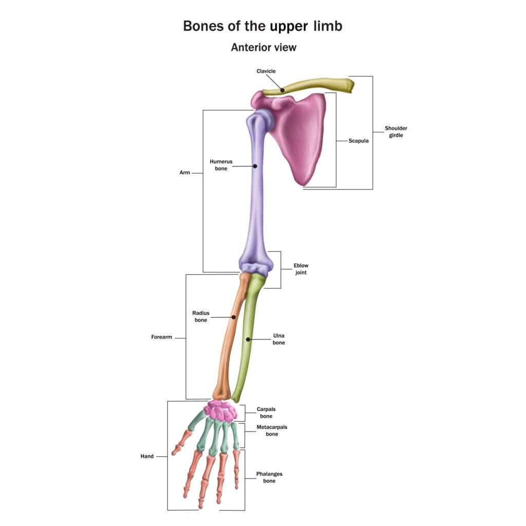 Gambar Tulang Humerus - KibrisPDR