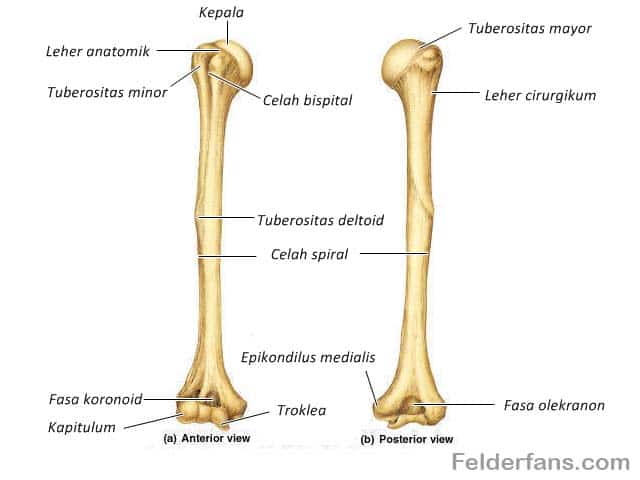 Detail Gambar Tulang Humerus Nomer 3