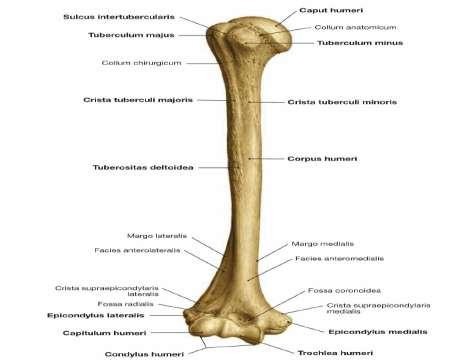 Detail Gambar Tulang Humerus Nomer 23