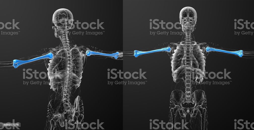 Detail Gambar Tulang Humerus Nomer 29