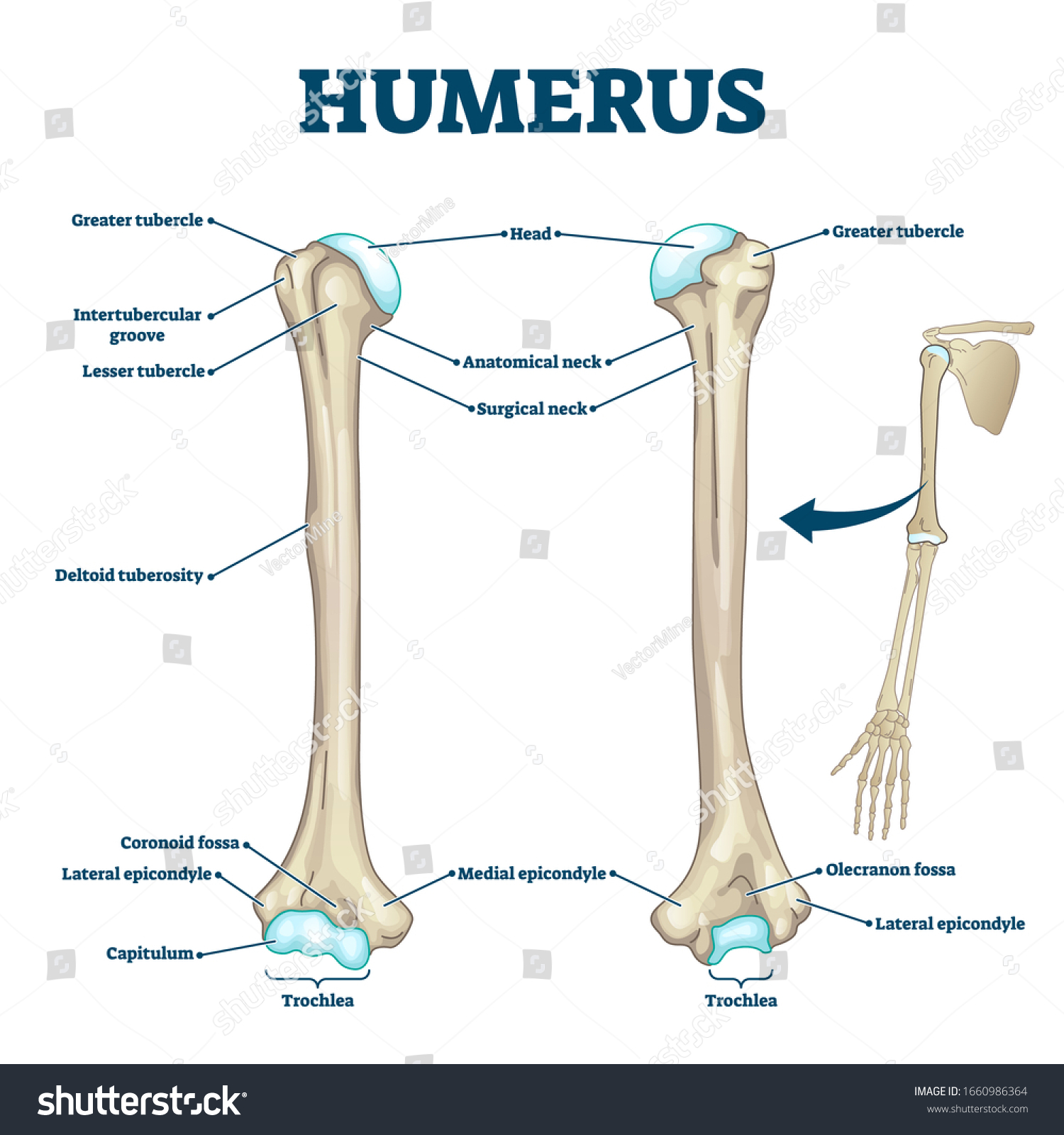 Detail Gambar Tulang Humerus Nomer 48