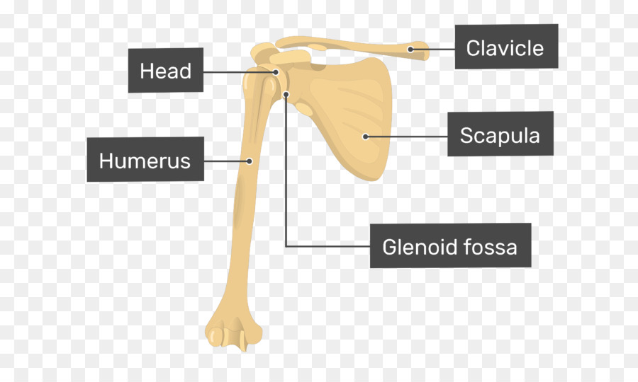 Detail Gambar Tulang Humerus Nomer 51