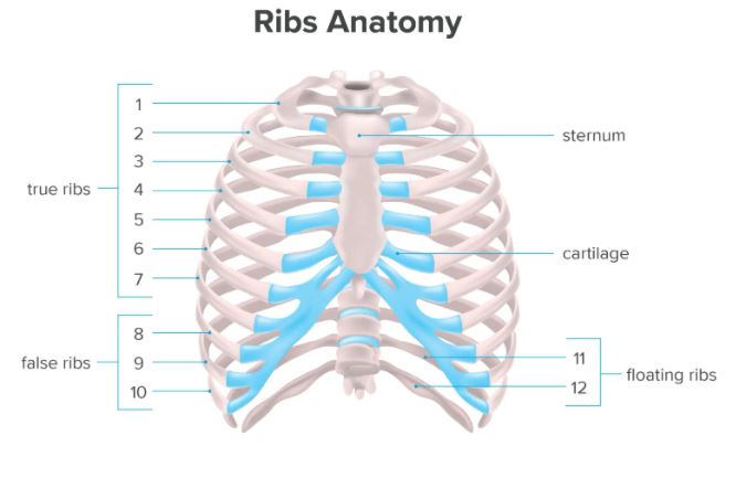 Gambar Tulang Iga - KibrisPDR