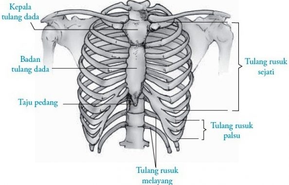 Detail Gambar Tulang Iga Nomer 11