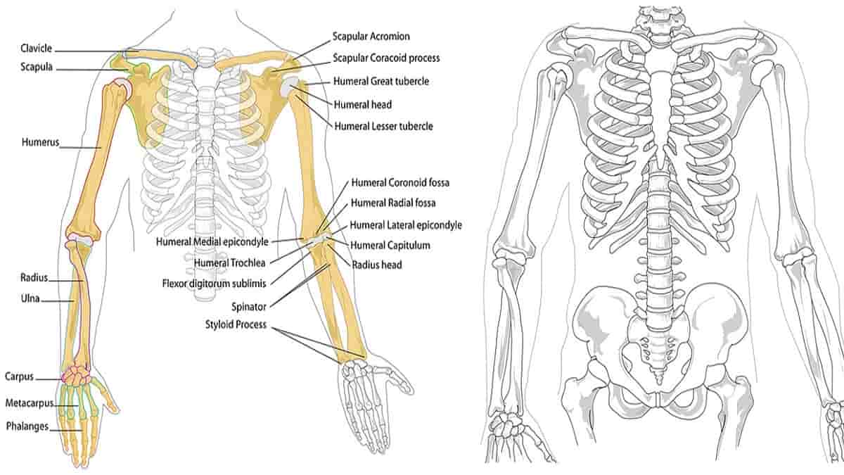 Detail Gambar Tulang Iga Nomer 15