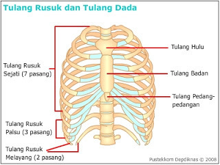 Detail Gambar Tulang Iga Nomer 27