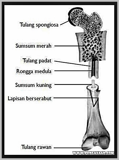 Detail Gambar Tulang Keras Nomer 26