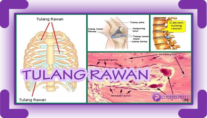 Detail Gambar Tulang Keras Nomer 36