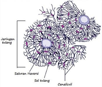 Detail Gambar Tulang Keras Nomer 9