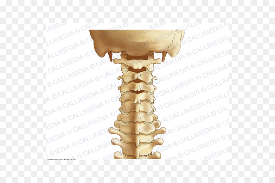 Detail Gambar Tulang Leher Nomer 12
