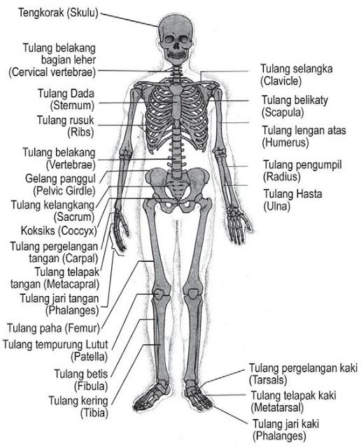 Detail Gambar Tulang Leher Nomer 18