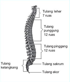 Detail Gambar Tulang Leher Nomer 8