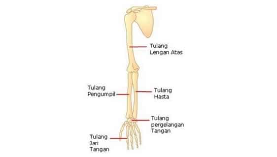 Detail Gambar Tulang Lengan Atas Nomer 20