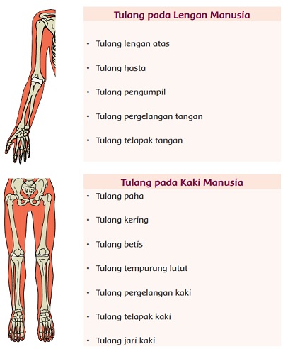 Detail Gambar Tulang Lengan Atas Nomer 32