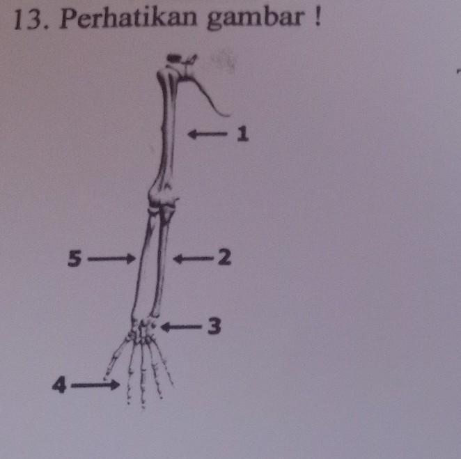 Detail Gambar Tulang Lengan Atas Nomer 49