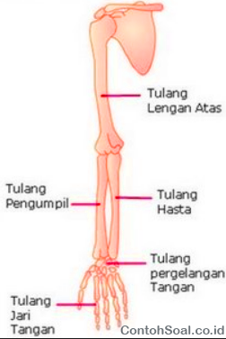 Detail Gambar Tulang Lengan Atas Nomer 50