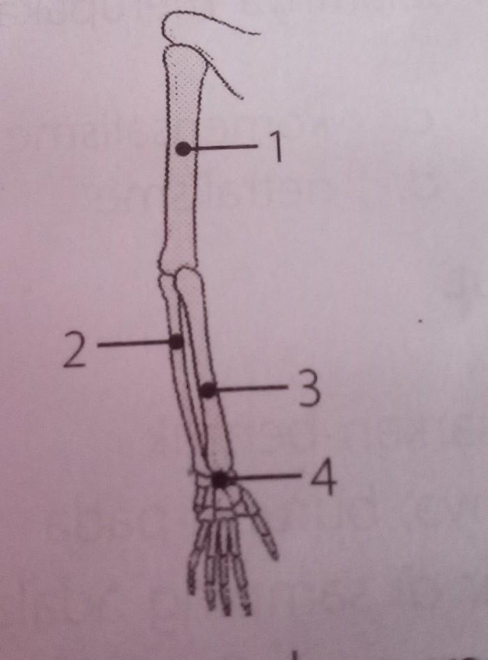 Detail Gambar Tulang Lengan Atas Nomer 57