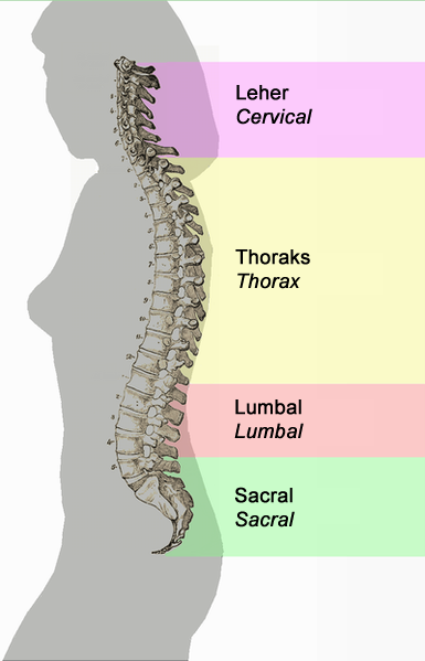 Gambar Tulang Lumbal - KibrisPDR