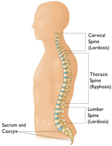 Detail Gambar Tulang Lumbal Nomer 2