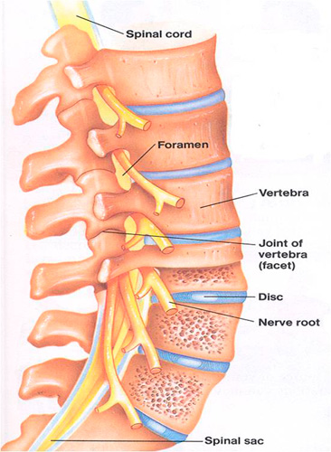 Detail Gambar Tulang Lumbal Nomer 3