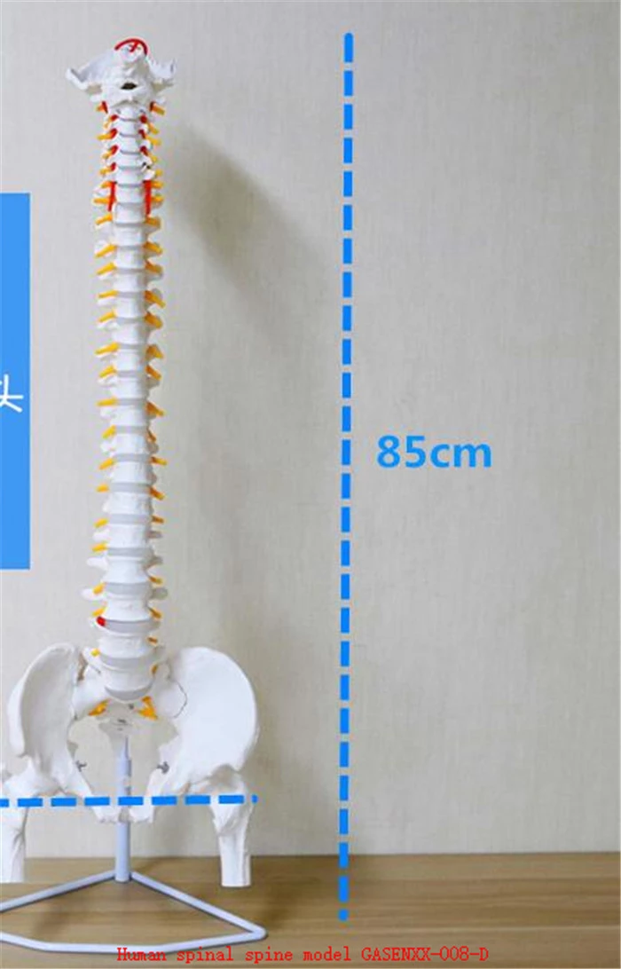 Detail Gambar Tulang Lumbal Nomer 30