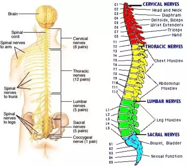 Detail Gambar Tulang Lumbal Nomer 4