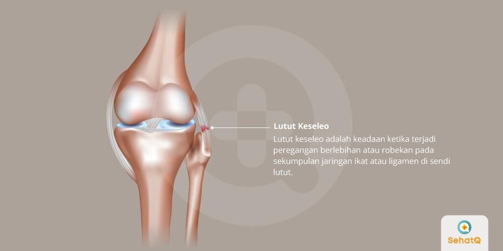 Detail Gambar Tulang Lutut Nomer 11