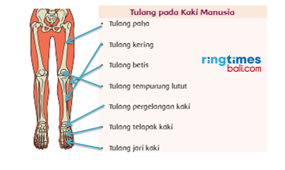 Detail Gambar Tulang Paha Nomer 17