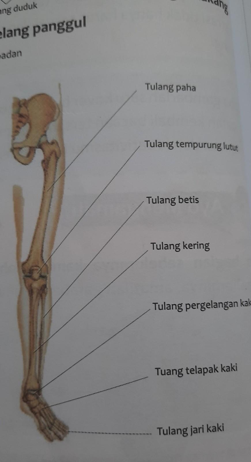 Detail Gambar Tulang Paha Nomer 38