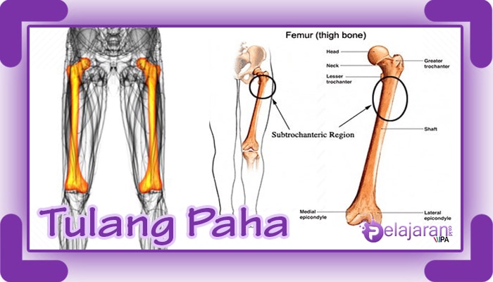 Detail Gambar Tulang Paha Nomer 9