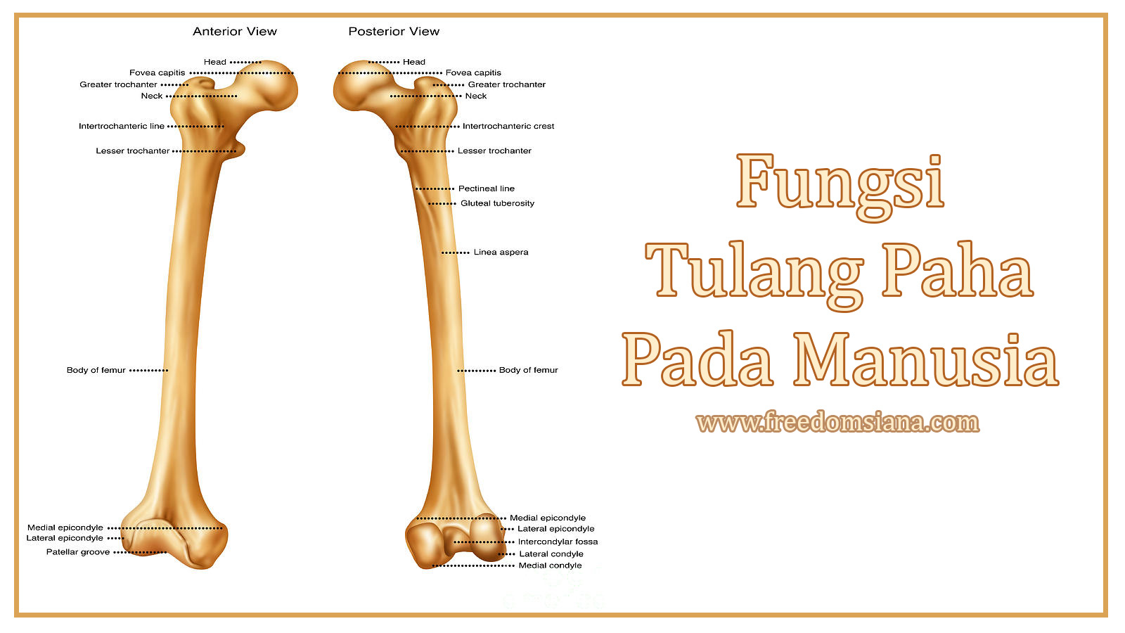 Detail Gambar Tulang Paha Nomer 10