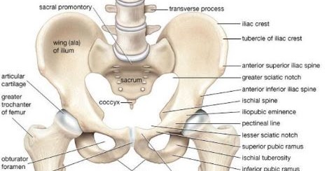 Detail Gambar Tulang Panggul Wanita Nomer 12