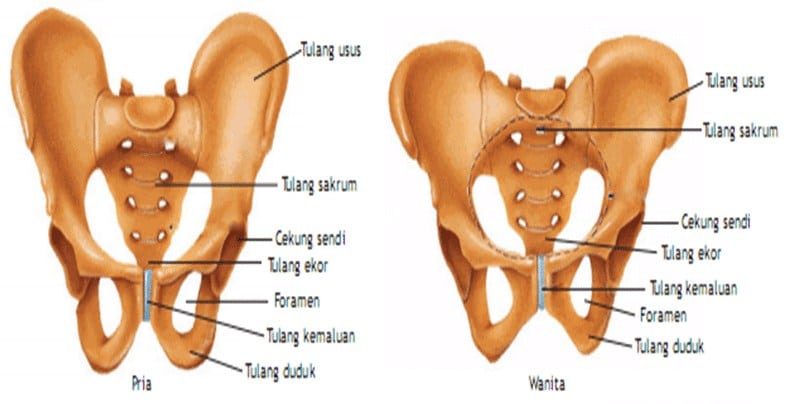 Detail Gambar Tulang Panggul Wanita Nomer 15