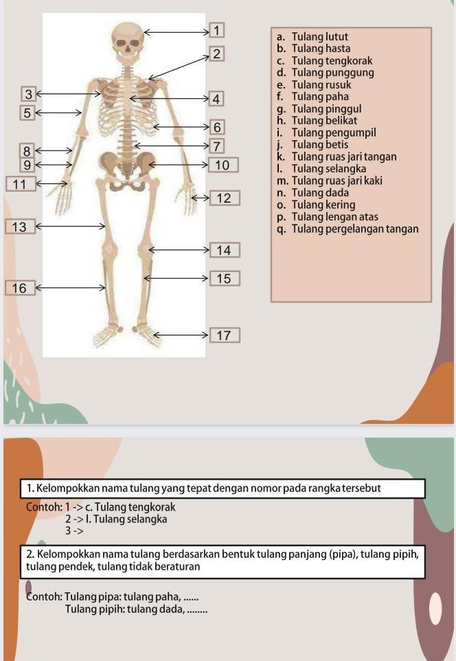 Detail Gambar Tulang Panjang Nomer 10