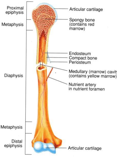 Detail Gambar Tulang Panjang Nomer 3