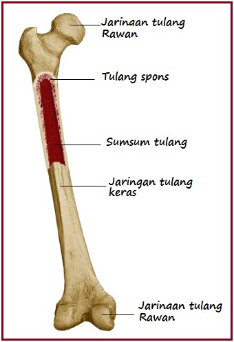 Detail Gambar Tulang Panjang Nomer 18
