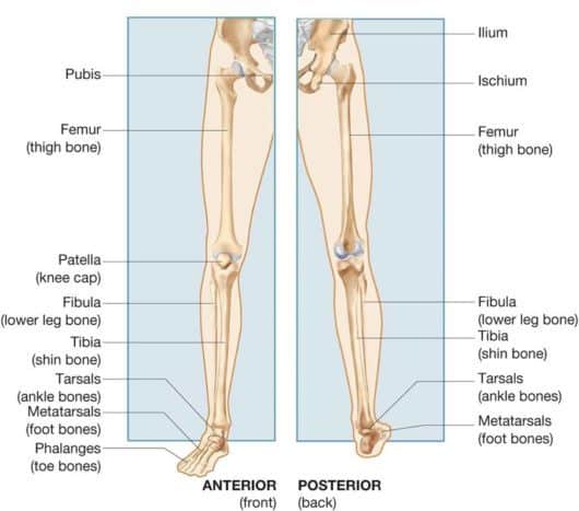 Detail Gambar Tulang Panjang Nomer 22