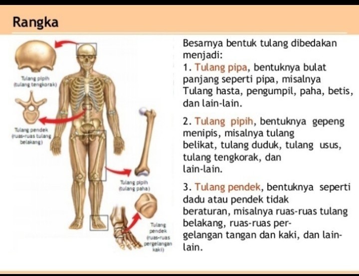 Detail Gambar Tulang Panjang Nomer 23