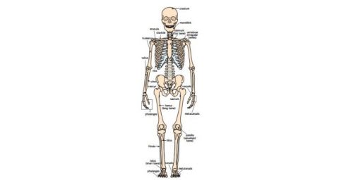 Detail Gambar Tulang Panjang Nomer 31