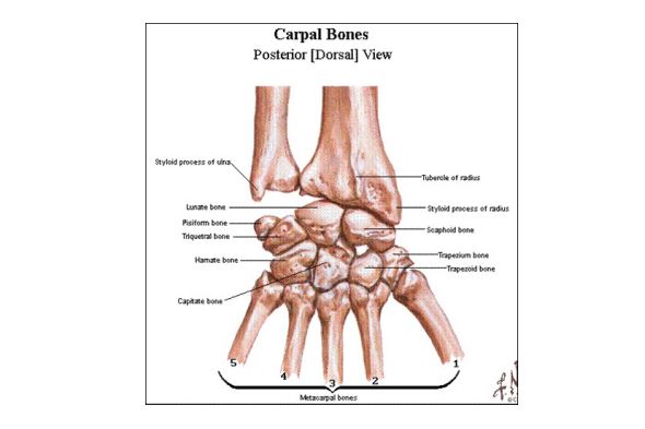 Detail Gambar Tulang Panjang Nomer 42