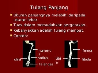 Detail Gambar Tulang Panjang Nomer 44