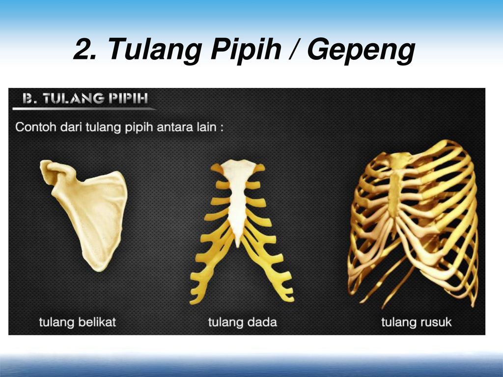 Detail Gambar Tulang Panjang Nomer 49