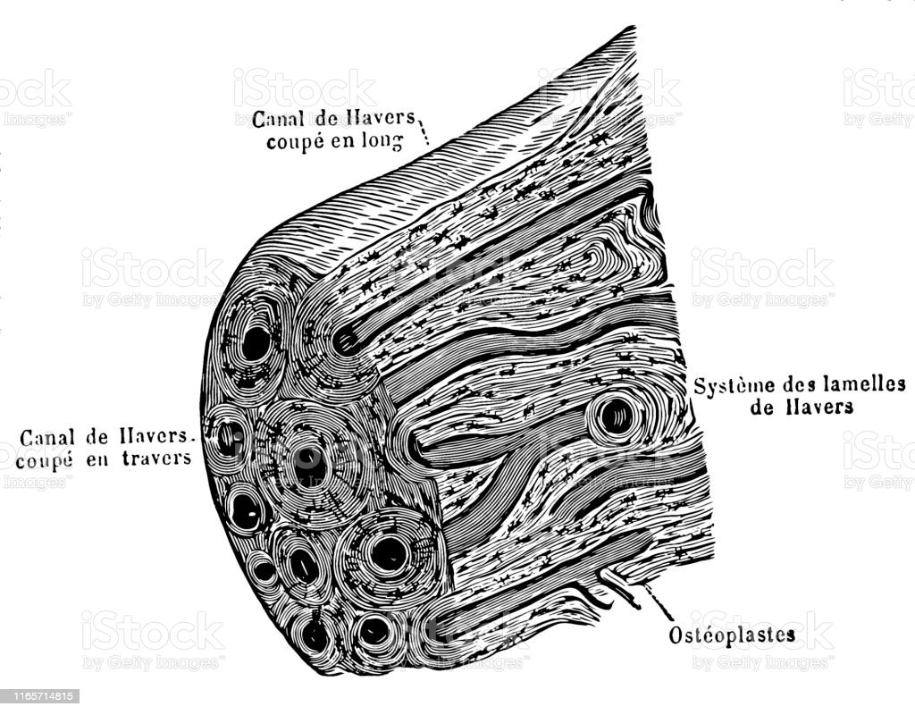 Detail Gambar Tulang Panjang Nomer 52