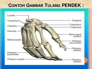 Detail Gambar Tulang Pendek Nomer 12