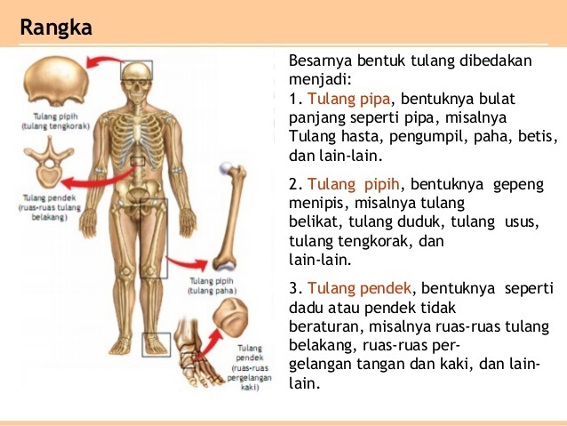 Detail Gambar Tulang Pendek Nomer 27