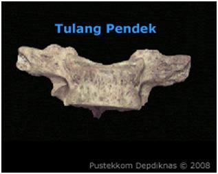 Detail Gambar Tulang Pendek Nomer 37