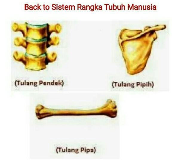 Detail Gambar Tulang Pendek Nomer 6