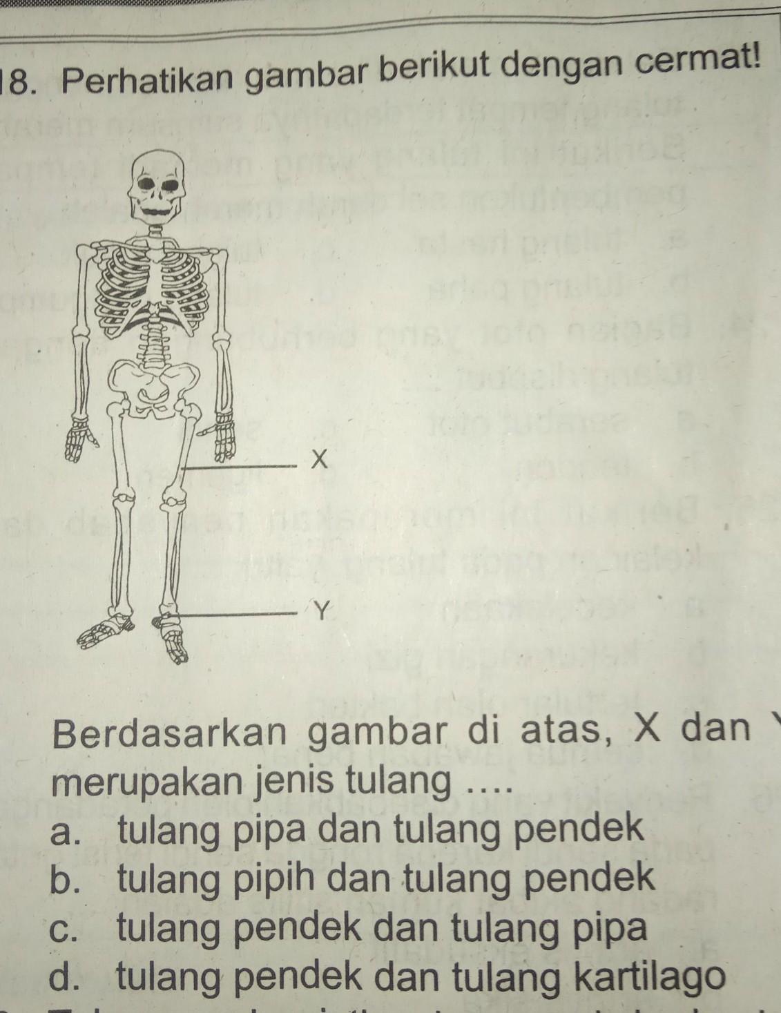 Detail Gambar Tulang Pendek Nomer 53