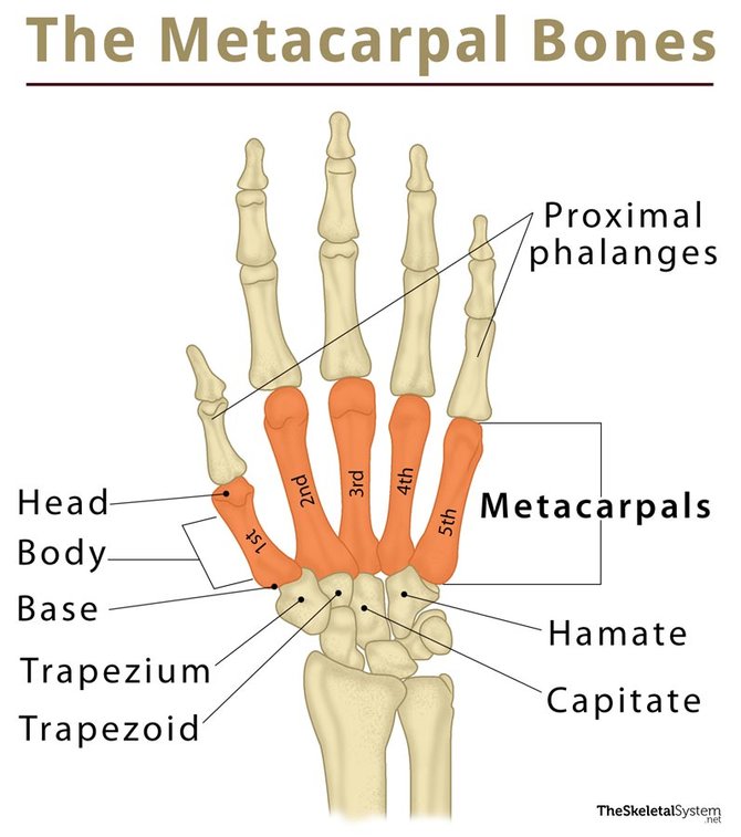 Detail Gambar Tulang Pergelangan Tangan Nomer 17