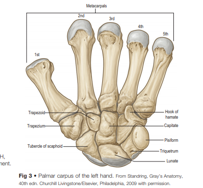 Detail Gambar Tulang Pergelangan Tangan Nomer 24